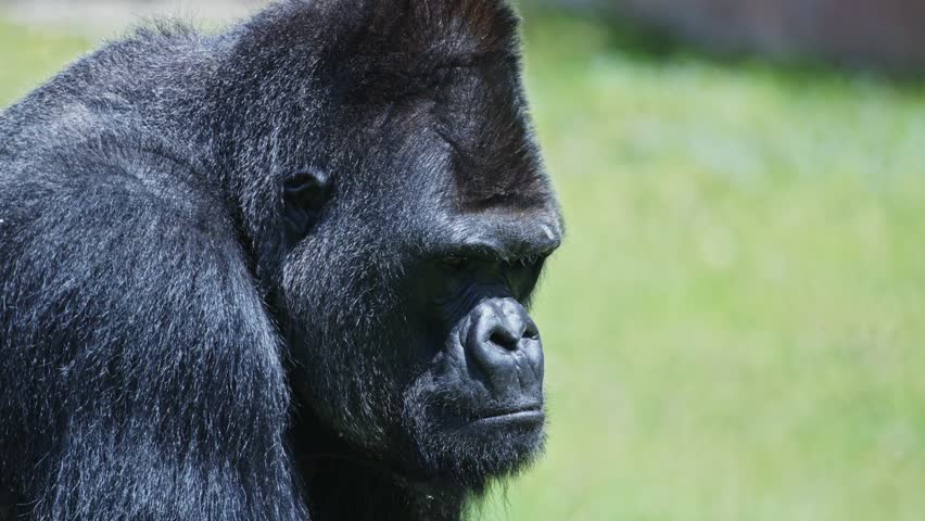 Western lowland gorilla staring with intense gaze