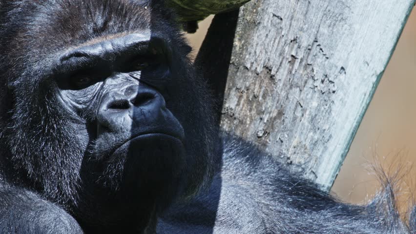 Western lowland gorilla scratching its head