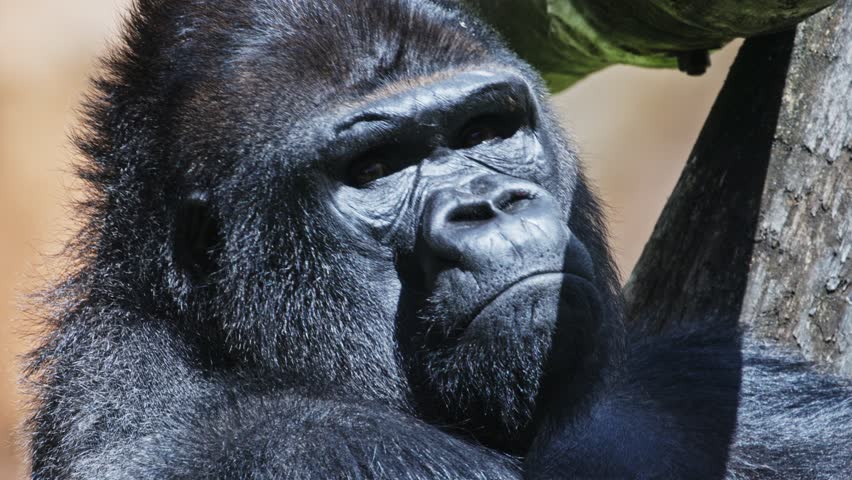 Western lowland gorilla relaxing and observing
