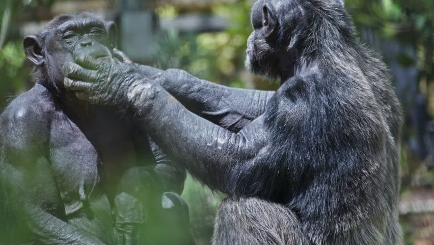 Bonobo family engaging in social grooming and mutual affection
