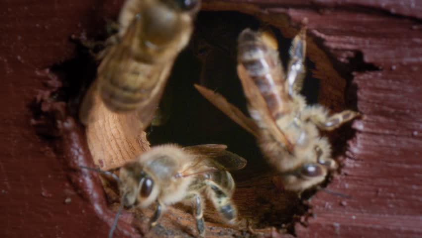 Macro shot entrance to the wooden beehive. A worker bee flies into the hive with nectar on its paws. The insect flaps its wings. The buzzing of bees near their house