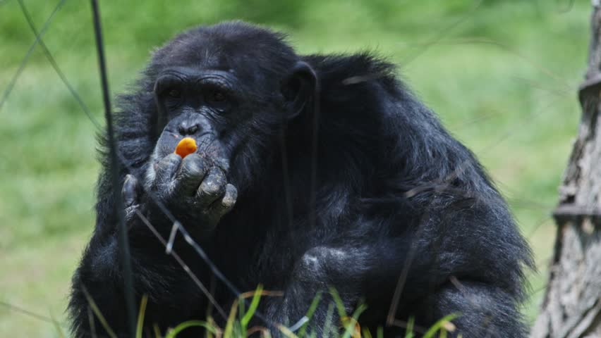 Chimpanzee enjoying carrot snack in natural habitat