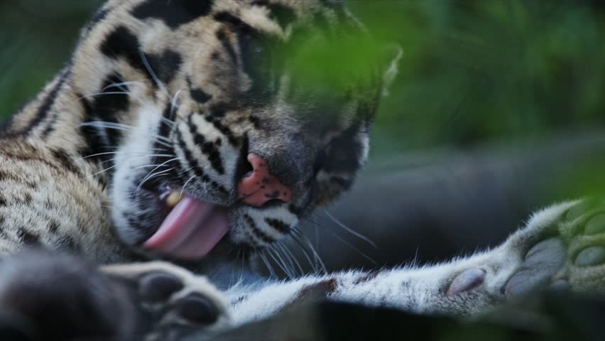 Clouded leopard cleaning its paw in captivity
