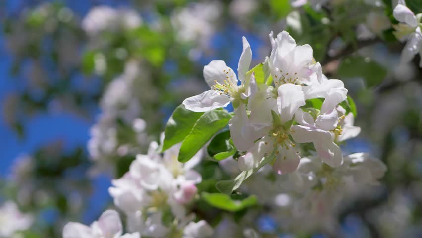 In garden honey bee on an apple tree with white blossoms and green leaves. Concept of spring flowers. Bees are crucial for maintaining balance of garden ecosystem. They ensure reproduction of plants