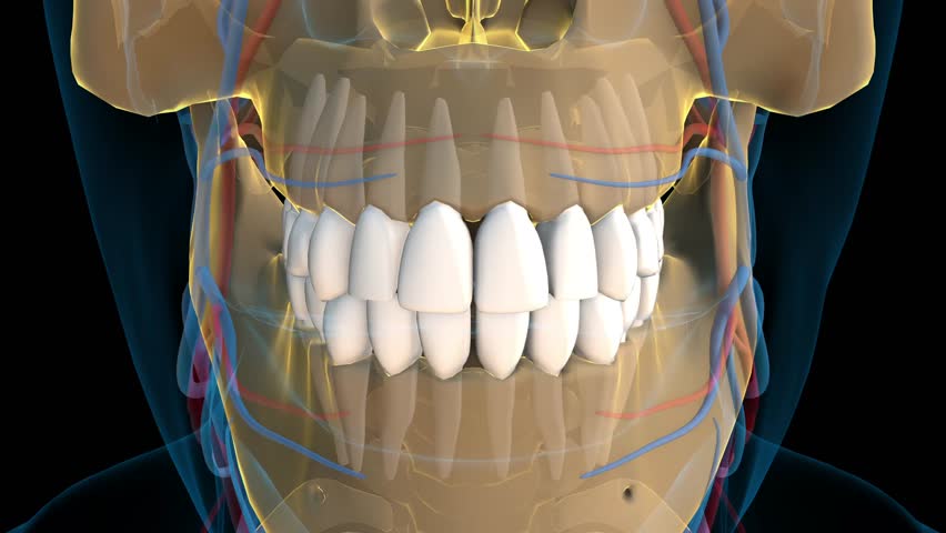 Human teeth Incisors teeth anatomy for medical concept 3D animation