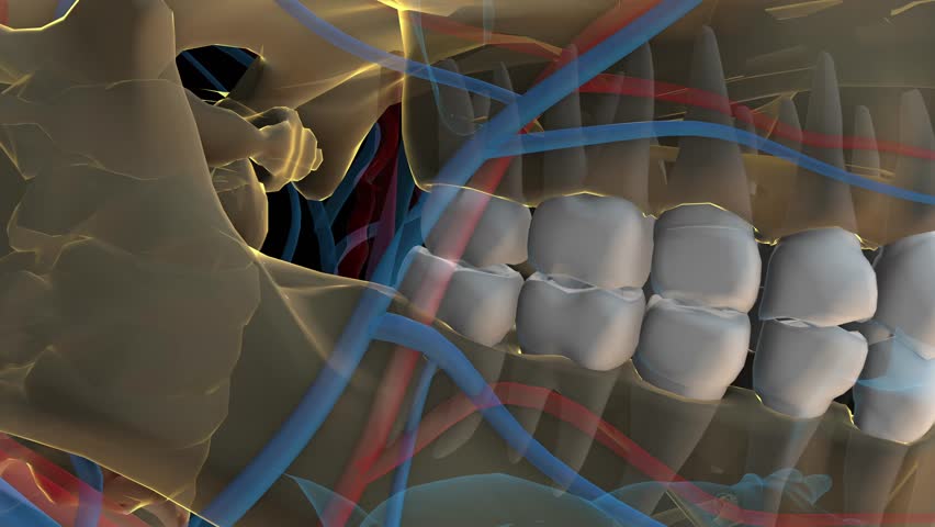 Human teeth molar teeth anatomy for medical concept 3D animation