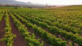 Beautiful vineyard in Basque country region of Spain, at sunset. Aerial view of endless vineyards in summer, producing the famous Spanish wine - Powered by Shutterstock - Get 15% off with code: PIKWIZARD15