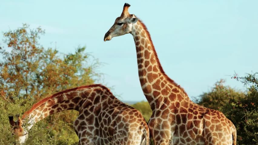 Closeup of two giraffe