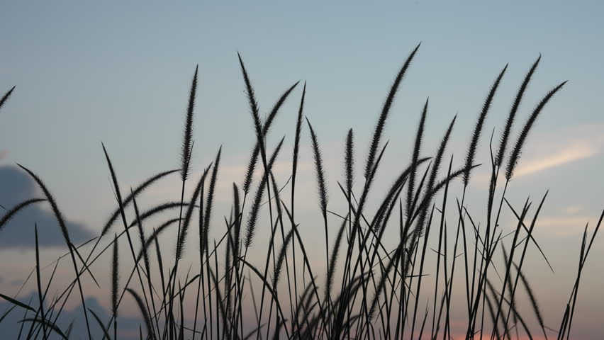 Tall grass sways slowly in breeze at dusk as slender stems move gently against twilight sky creating soft rhythmic motion and peaceful scene in natural open field