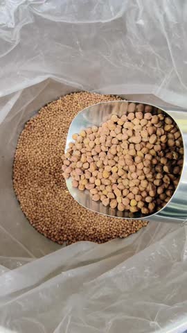 Chana, Chickpea or Bengal gram being dropped from a scoop in a container.