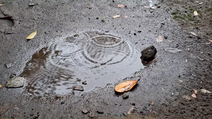 Raindrops are clearly visible in the puddles on the ground.