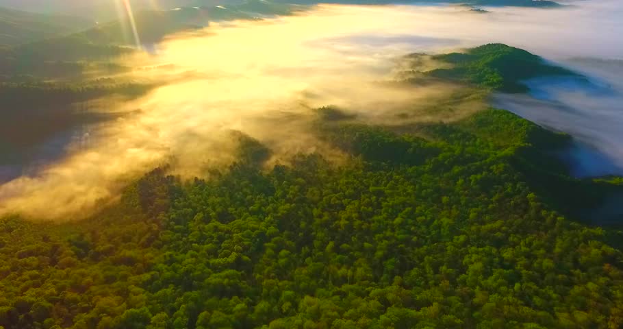 Sunlight filters through trees illuminating a serene forest landscape at dawn with mist rising