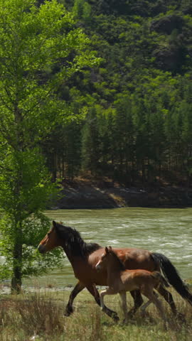 Brown horse with baby runs along mountain impeded stream river bank slow motion. Mother and small cub graze on summer day. Environment and nature beauty