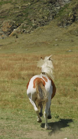 Purebred young horses run freely along large pasture slow motion. Livestock animals graze on meadow on summer day. Environment and nature