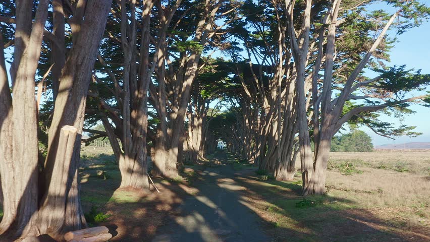 Aerial view of stunning Cypress Tree Tunnel in Point Reyes, California, USA 4K. Fabulous trees on a beautiful day near San Francisco, USA. Good morning, travel and vacation concept