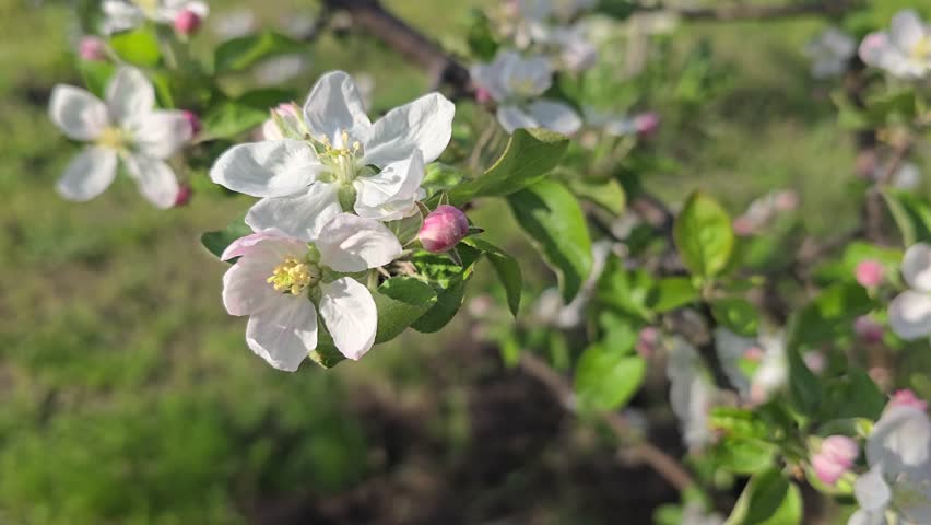 Spring blossom of apple tree. Flowers and buds on tree branches. Trees and fruits on summer cottages. Harvest
