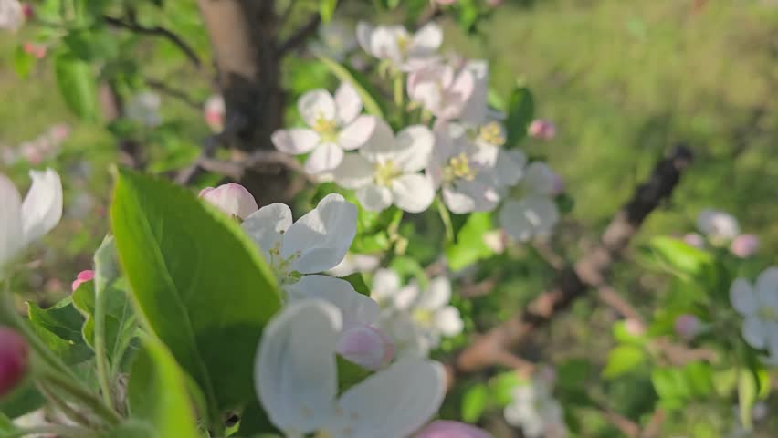 Spring blossom of apple tree. Flowers and buds on tree branches. Trees and fruits on summer cottages. Harvest