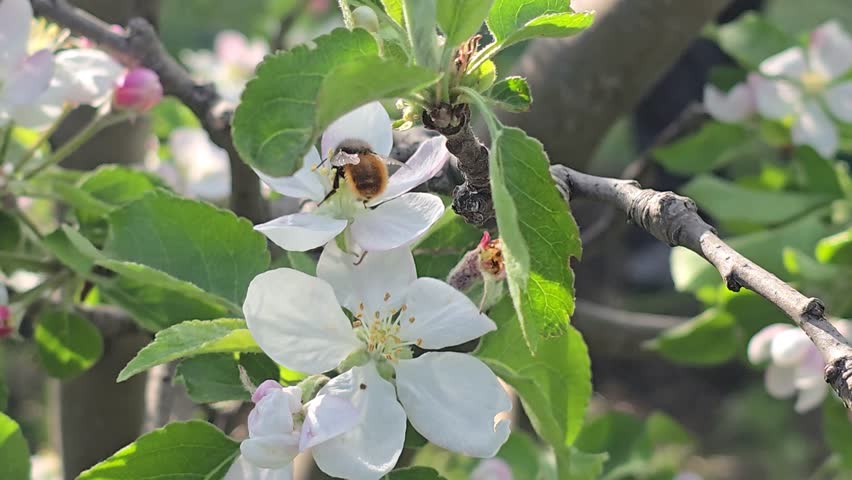 Spring blossom of apple tree. Flowers and buds on tree branches. Trees and fruits on summer cottages. Harvest