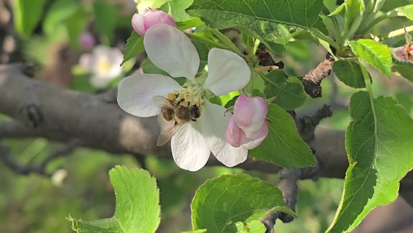 Spring blossom of apple tree. Flowers and buds on tree branches. Trees and fruits on summer cottages. Harvest