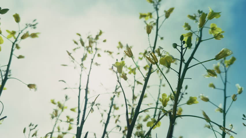 Sky sun and yellow jasmine flowers