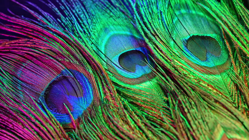 Peacock feather macro under multicolor light, vivid texture, shimmer. Fantasy.