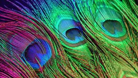 Peacock feather macro under multicolor light, vivid texture, shimmer. Fantasy. - Powered by Shutterstock - Get 15% off with code: PIKWIZARD15