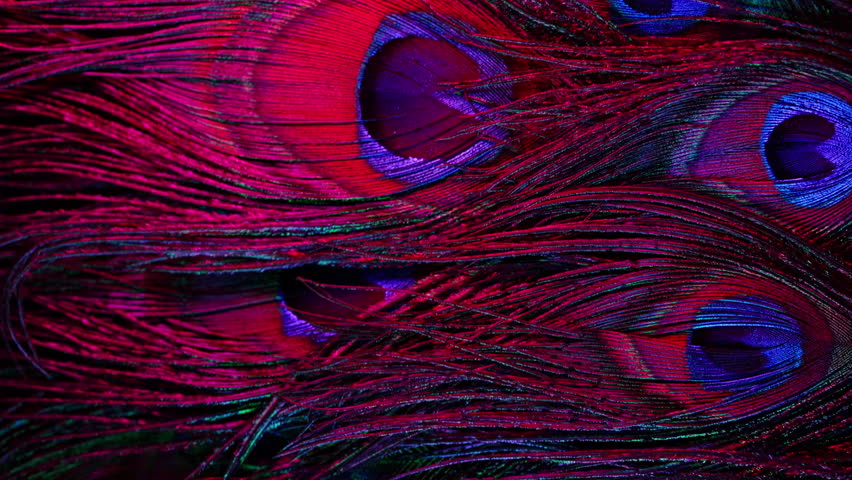 Feathers of tropical peacock bird. Macro close-up view. Beautiful animals. color accuracy of nature