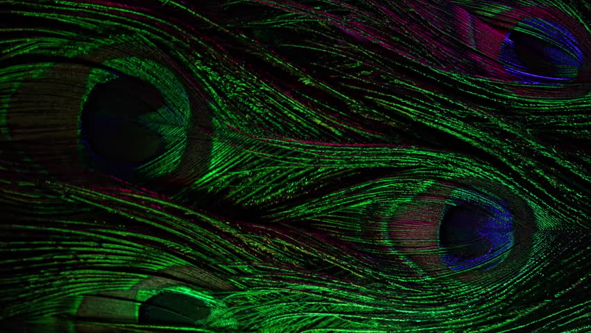 Feathers of tropical peacock bird. Macro close-up view. Beautiful animals. color accuracy of nature