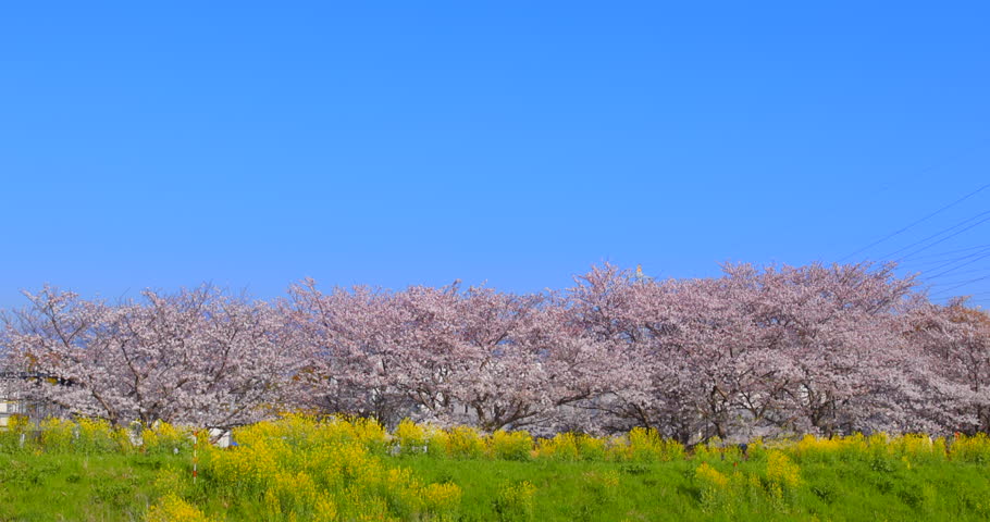 Cherry blossoms and rape blossoms in full bloom on the riverbank in Hiratsuka City