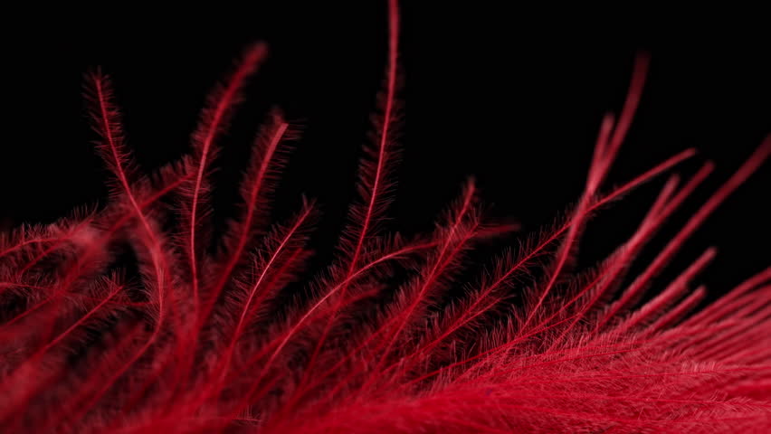 Red feather softly moving from air breath. Vivid texture of tropical bird plume