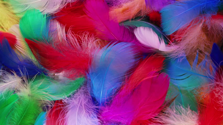 Feathers in rainbow colors. Delicate, airy textures in led light, exotic birds 