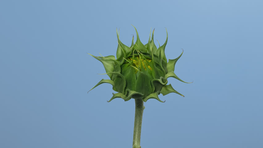 Macro time lapse blooming and wilting Sunflower Head close-up, isolated on blue background
