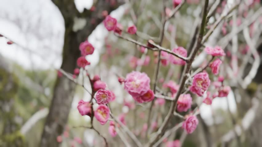 Blooming of sakura season in japan