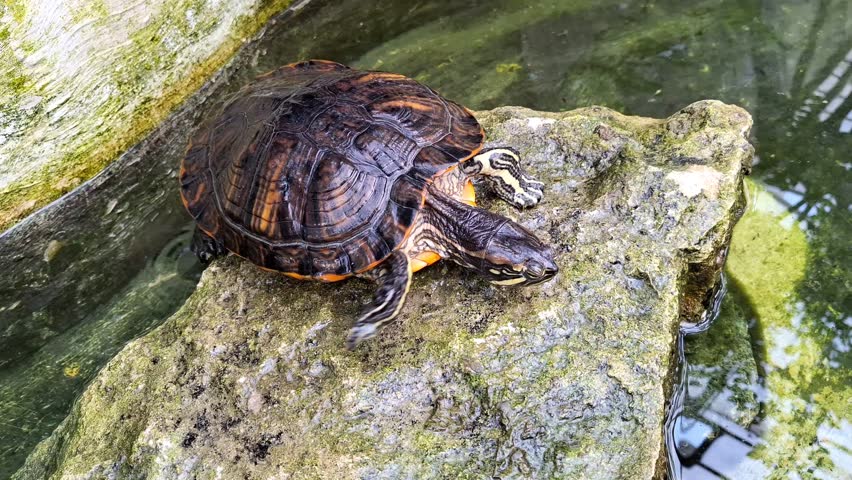 Video of a turtle sitting on a rock. 4K