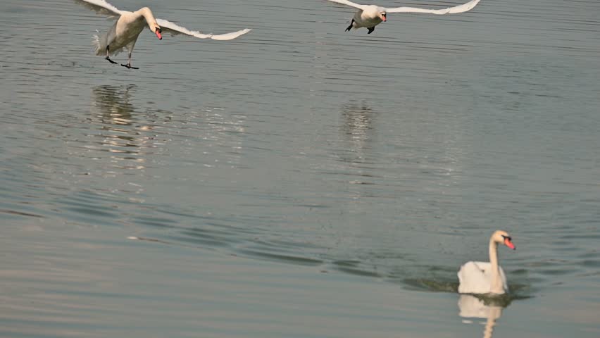 The swans fly, touching the water of the lake. The swans try to fly.