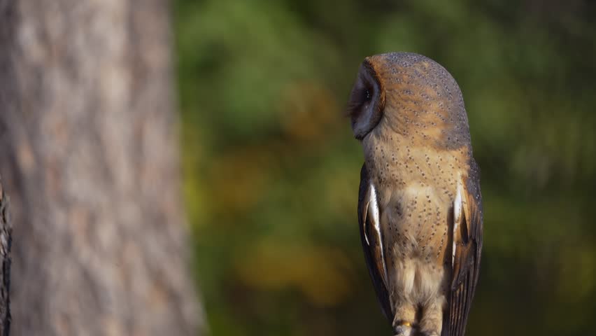 A barn owl (Tyto alba) sits perched in an autumn forest, surrounded by vibrant fall foliage. The close-up portrait highlights the owl