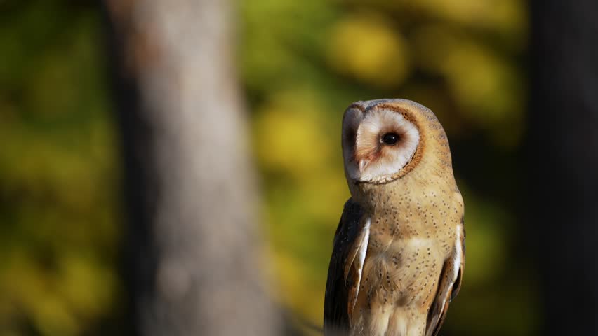 A barn owl (Tyto alba) sits perched in an autumn forest, surrounded by vibrant fall foliage. The close-up portrait highlights the owl