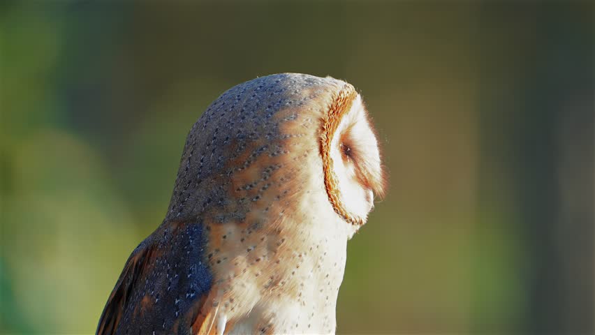 A barn owl (Tyto alba) sits perched in an autumn forest, surrounded by vibrant fall foliage. The close-up portrait highlights the owl