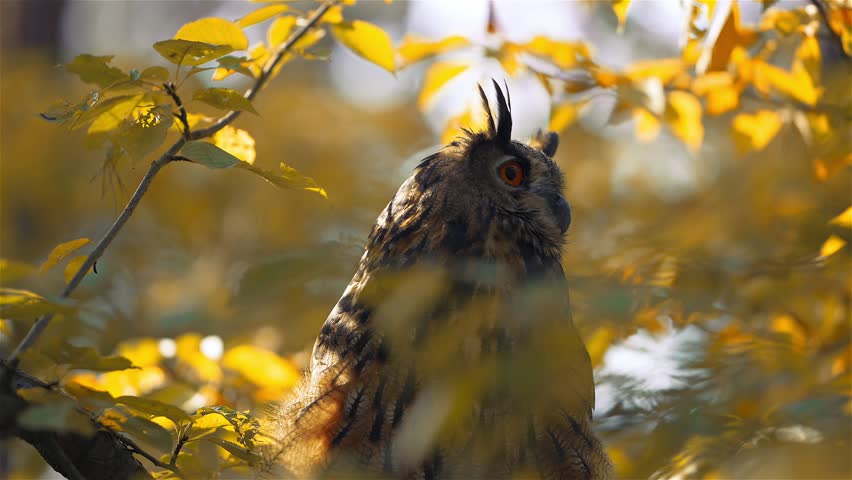 A Eurasian Eagle-Owl (Bubo bubo) sits majestically on a deciduous tree branch amidst the vibrant autumn colors of the forest. The rare owl is surrounded by a stunning display of fall foliage.