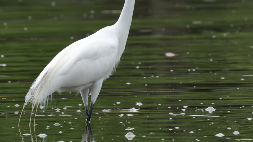 Detailed close-up of a majestic Great Egret (Ardea alba) walking slowly through shallow water in a focused fishing posture. The pristine white plumage glows under natural light, highlighting the bird