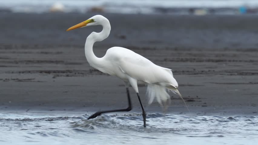 A Great Egret (Ardea alba) fishing in a beach, showcasing its graceful movements and precise hunting technique in its natural coastal habitat.
