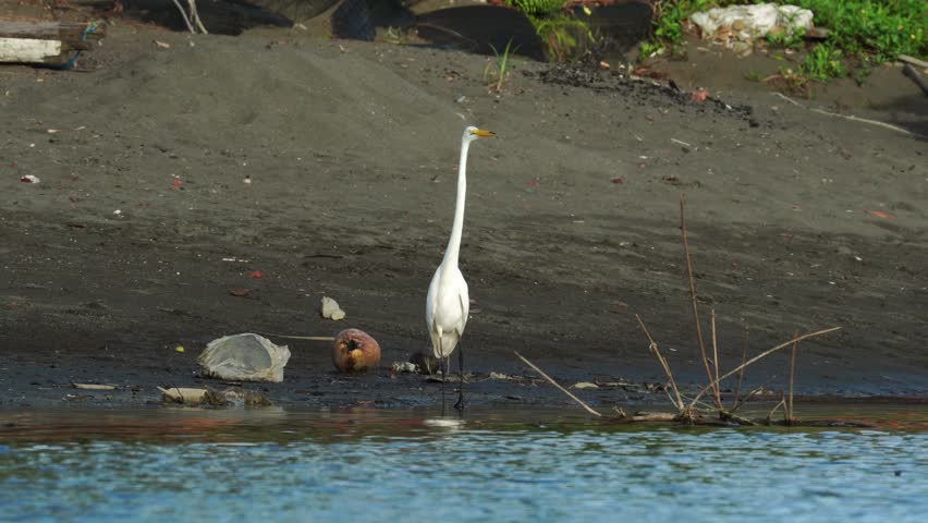 A Great Egret (Ardea alba) gracefully takes flight from the shore of the Pacific Ocean, soaring over the coastal waters, capturing a moment of freedom in its natural habitat.