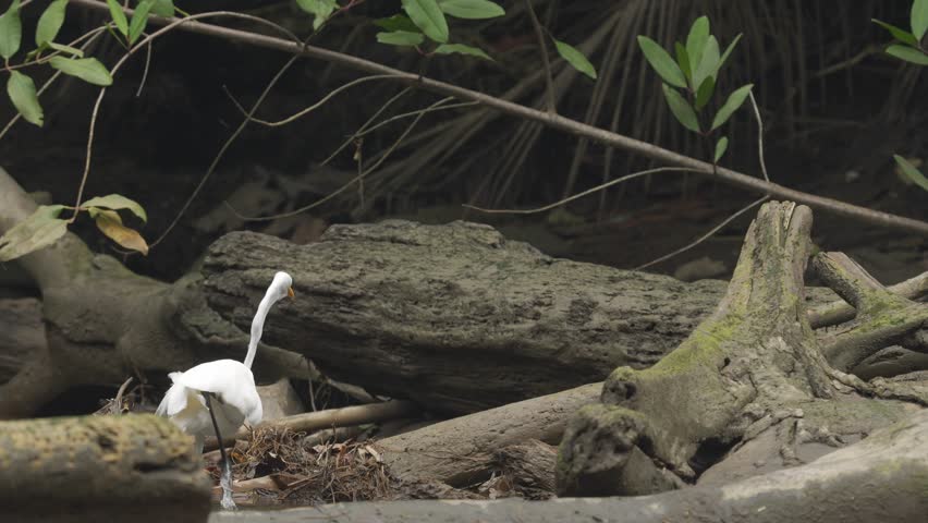 A Great Egret (Ardea alba) swiftly catches a fish from the water, showcasing its hunting skills in a coastal wetland environment.