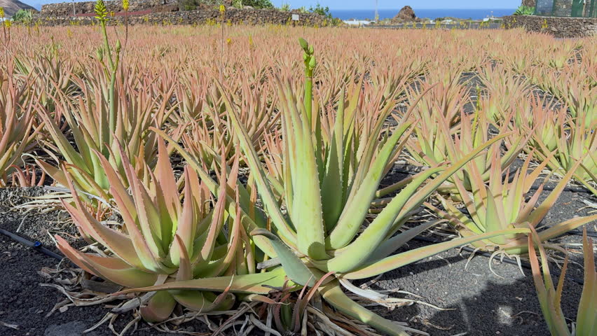 Rows of mature aloe vera plants grow in a sunlit coastal field, with the blue ocean and dry stone walls in the background. Natural farming and cultivation of medicinal plants on volcanic soil near sea