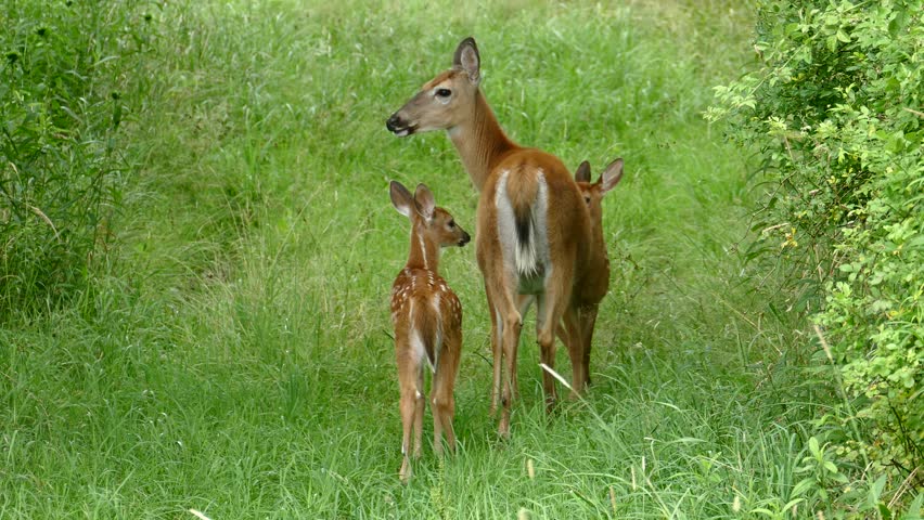 Tight shot of a white-tailed deer doe with her two fawns close together in a grassy meadow. We see them from behind but the fawns are looking back at the camera. The mother is chewing.