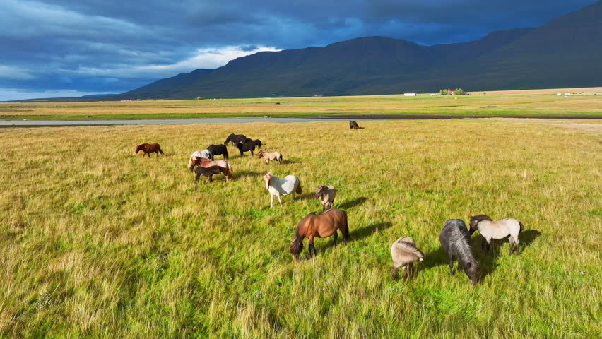 Horses grazing on the vast Icelandic meadows in summer, Bird