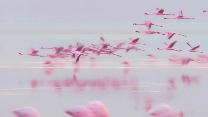 flock of pink flamingos flying over the river