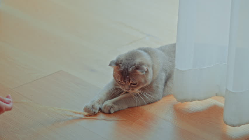 Woman using cat toy playing with her Scottish fold cat on the floor in living room, Pets owner relationship concept.