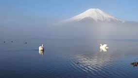 Mount Fuji over Foggy Lake Yamanaka with a Couple of Swans Floating on the Water  - Powered by Shutterstock - Get 15% off with code: PIKWIZARD15
