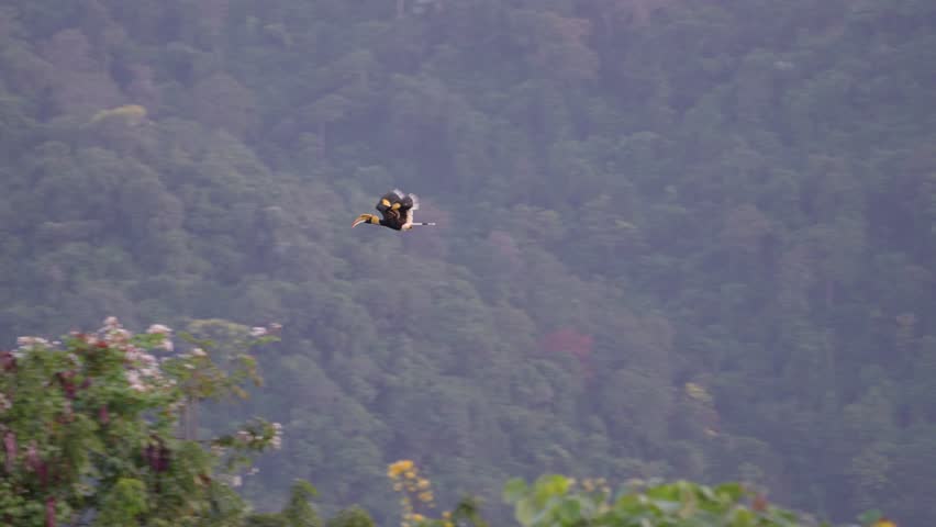 Great Hornbill, Buceros bicornis flying in the sky in the forest.